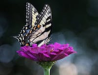 Picture of a butterfly with white wings. Sitting on a purple flower