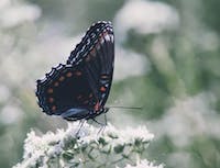 Picture of a butterfly with black wings. Sitting on a white branch.