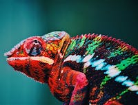 Picture of a multi color chameleon.