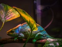 Picture of a green and blue chameleon. Sitting on a branch.