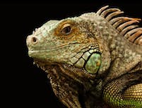 Picture of a green and brown chameleon's head.