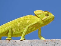 Picture of a light green chameleon. Standing on a grey suface.
