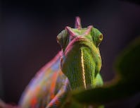 Picture of a light green chameleon with a bit of purple. Looking at you.