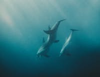 Picture of a three dolphins swimming under water.