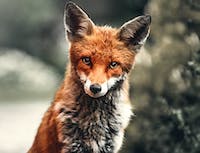 Picture of a red and white fox staring at you. With a snowy forest background.