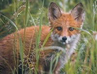 Picture of an orange and white fox looking at you. Sitting in tall green grass.