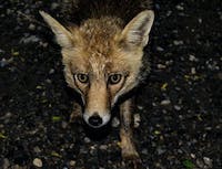 Picture of a brown fox looking up at the camera. Standing on top of gravel.