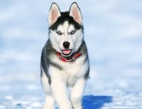 Picture of a black and white husky. Standing in the snow.