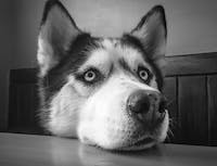 A black and white picture of a husky laying its head on a table.