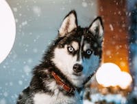 Picture of a black and white husky looking at you. With snowfall in the
				background.