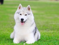 Picture of a white husky laying on green grass.
