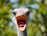 Picture of an ostrich's head with an open mouth and green branches in the background.