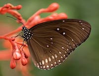 A picture of a butterfly with brown wings and white spots. Sitting on
				a red branch