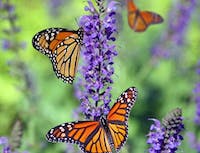 Picture of butterflies with orange wings. Sitting on a purple branch.