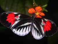 Picture of a butterfly with white, red and black colored wings. Sitting on
				an orange flower.