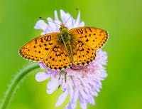 Picture of a butterfly with orange wings. Sitting on a light purple flower.