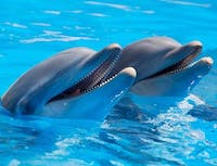 Picture of two dolphins in the water together. With their mouths open. Looks 
				like they're smiling.