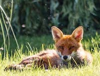 Picture of an orange and white fox looking at you. Sitting in a field of green.