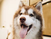 Picture of a brown and white husky's head. With the husky's tongue sticking out.