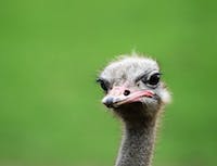 Picture of an ostrich's head. With a green background.