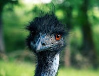 Picture of a black ostrich's head. With a green forest in the background.