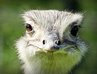 Picture of a white ostrich's head. With a green forest in the background.
