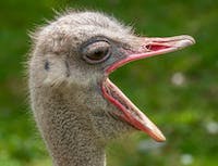 Picture of a white ostrich's head with an open mouth looking to the side. 
				With a green forest in the background.